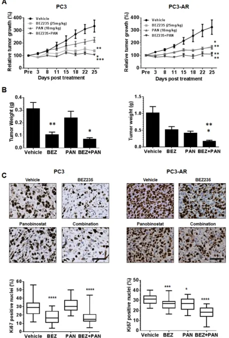 Figure 5: (A) PC3 or PC3-AR cells (5x10 6 ) were injected subcutaneously in the flank of intact SCID male mice