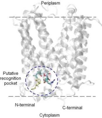 Table 2. Binding energies of the PST analogues and putative binding sites in SxtF and SxtM.