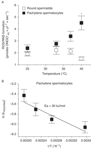 Figure 1 (A) ROS/RNS production rate in round spermatids and pachytene spermatocytes incubated at different temperatures.