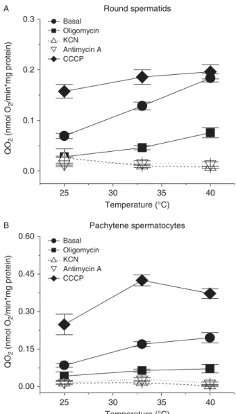 Figure 4 Rate of oxygen consumption (QO 2 ) in (A) round spermatids and (B) pachytene spermatocytes incubated at different temperatures and in the absence (basal) and presence of different effectors of oxidative phosphorylation
