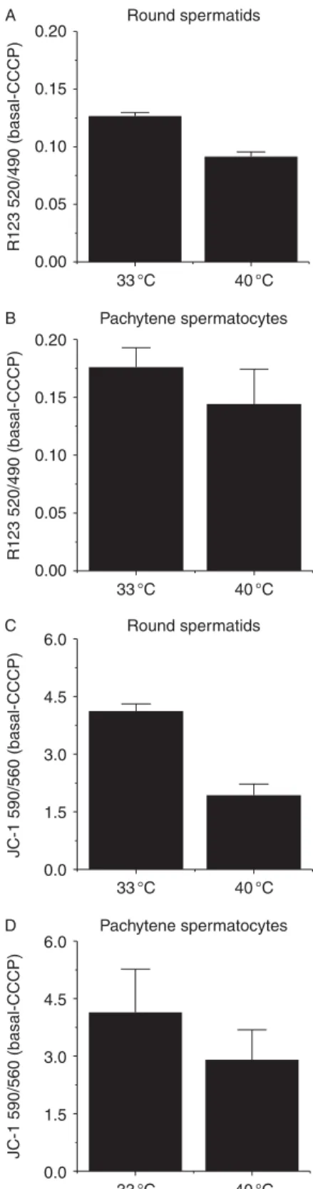 Figure 6 shows the changes in the rhodamine 123 (R123) fluorescence ratio (an estimation of  mito-chondrial membrane potential) induced by heat stress (40 8C) in round spermatids and pachytene spermatocyte mitochondria