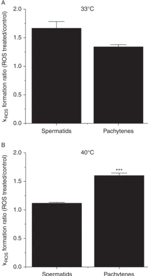 Figure 7 Cellular antioxidant capacity of round spermatids and pachytene spermatocytes estimated as the net ROS detection at 33 8C (A) and 40 8C (B) in the absence and presence of an oxidative challenge (k ROS formation ratio)