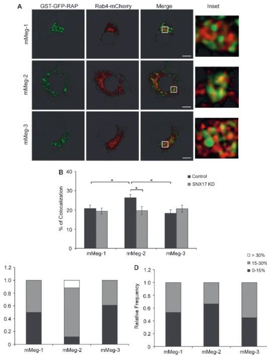 Figure 7: Colocalization of minireceptors with Rab4-recycling endosomes. Control or SNX17 KD HEK293 cells, transfected with mMeg-1, mMeg-2, mMeg-3 and Rab4-mCherry, were incubated with GST-RAP (200 μg/μL) for 30 min, followed by GST-GFP-RAP (75 μg/μL) for 