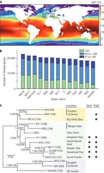Figure 3 | Predicted proteome comparisons and concatenated phylogeny of E. huxleyi strains