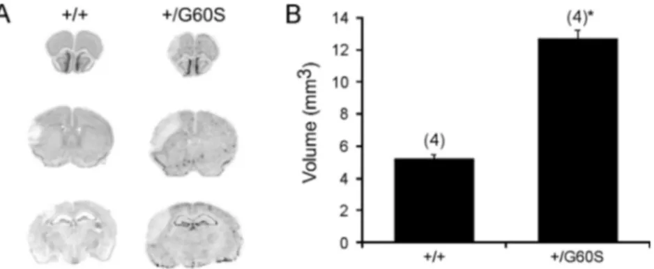 Fig. 2. Excitotoxic neuronal cell death is increased in þ/G60S neuron-astrocyte co- co-cultures