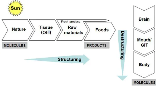 Figure 2.1. Foods we eat: from molecules to products and back to molecules. While food  processing induces structure formation, digestion is basically a destructuring step