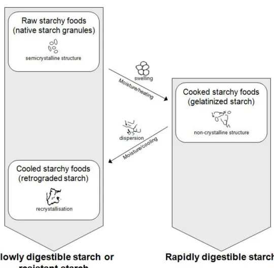 Figure  2.4.  Digestibility  of  starch  in  the  small  intestine  according  to  the  structural  changes of starch granule induced by processing
