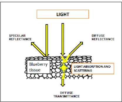 Figure  1.2  The  optical  properties  of  fruit  tissue  can  help  to  improve  technology  using  image techniques to acquire reflected or transmitted light