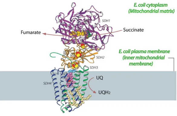 Figure 1. E. coli succinate dehydrogenase structure. 
