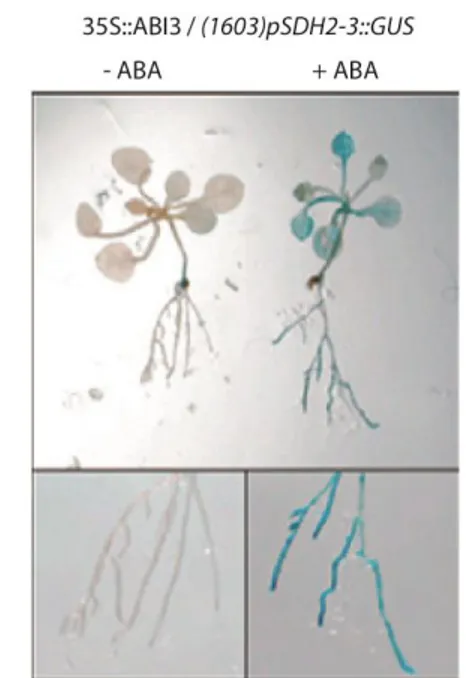 Figure 5. SDH2-3 induction by ABA and ABI3 in vegetative tissue. 