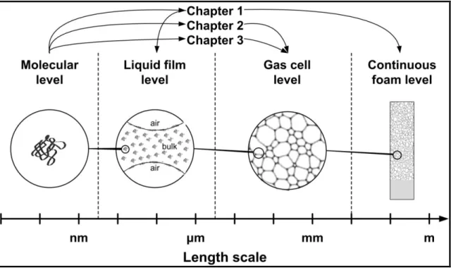 Figure  1.1:  Graphical  representation  of  4  levels  in  foams  analysis.  Molecular,  liquid  film, gas cell, and continuous foam size levels are all characterized by specific lengths