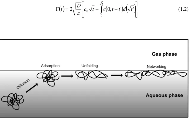 Figure  1.2:  Schematic  description  of  the  protein  adsorption  process  at  gas/liquid  interfaces