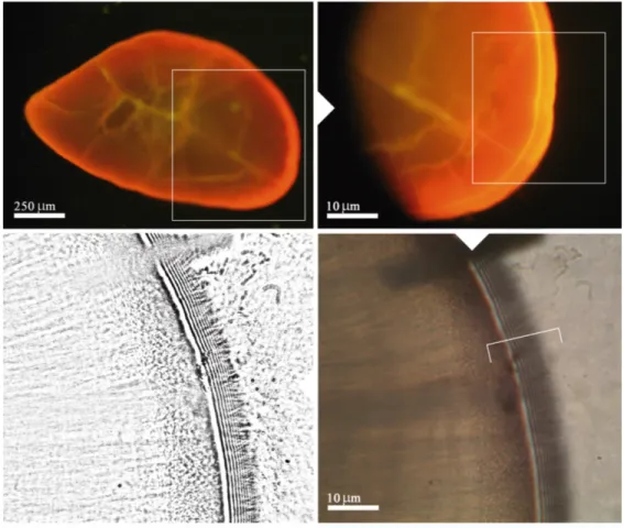 Figure 1: Photos of sagittae used to validate the daily periodicity of otolith increments  in  H
