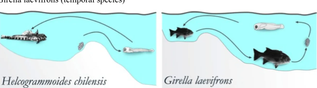 Figure 1: Lifecycle of Helcogrammoides chilensis (resident species) b: lifecycle of  Girella laevifrons (temporal species) 