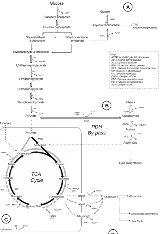 Figure 1.  Schematic summary of fermentative and respiratory metabolism of yeast. 