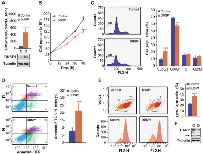 Figure 1 e DUSP1 promotes apoptosis in DU145 cells. (A) Cells were transiently transfected for 48 h with a control vector (C) or a vector encoding DUSP1 (D), total RNA was isolated and the levels of DUSP1 mRNA were monitored by quantitative RT-PCR