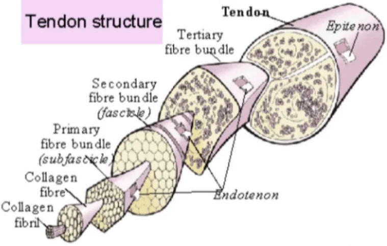 Figura 1 Organización estructural del tendón (5). 