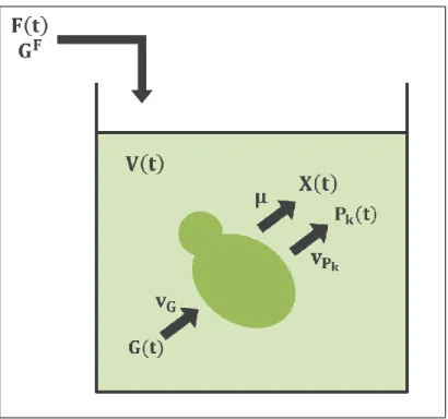 Figure 2-3: Dynamic system modeled. The vessel represents the bioreactor and the  figure inside of it represents yeast