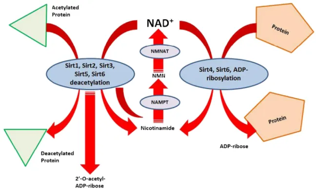 Fig. 1 Sirtuin enzymatic activities. Sirtuins are NAD + -dependent his- his-tone deacetylases which carry out several deacetylation and  ADP-ribosylation reactions