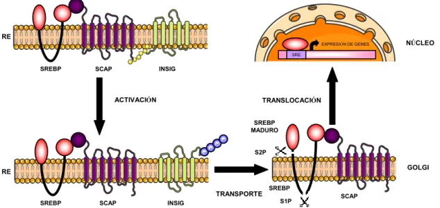 Figura 3. Control de la biosíntesis de lípidos por la activación proteolítica de SREBP