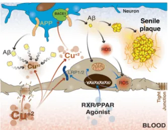 Fig. 3 New considerations regarding blood-brain barrier health. Al- Al-though the association of AD-related Aβ accumulation and BBB  func-tionality has been well known for a long time and some authors have clearly suggested a more critical role for the BBB