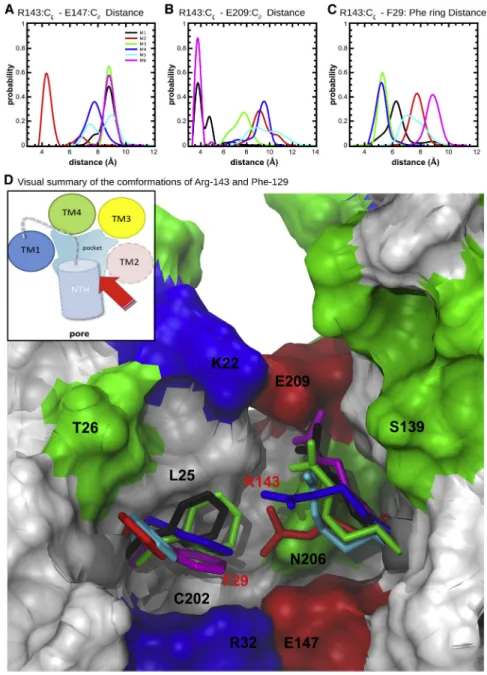 FIGURE 5 Arg-143 may adopt three main con- con-formations on the IC pocket. (A–C) Probability  dis-tribution of distances between Arg-143:C z and Glu-147:C v ; Arg-143:C z and Glu-209:C v ; and Arg-143:C z and center of mass of the phenyl ring of Phe-29, r