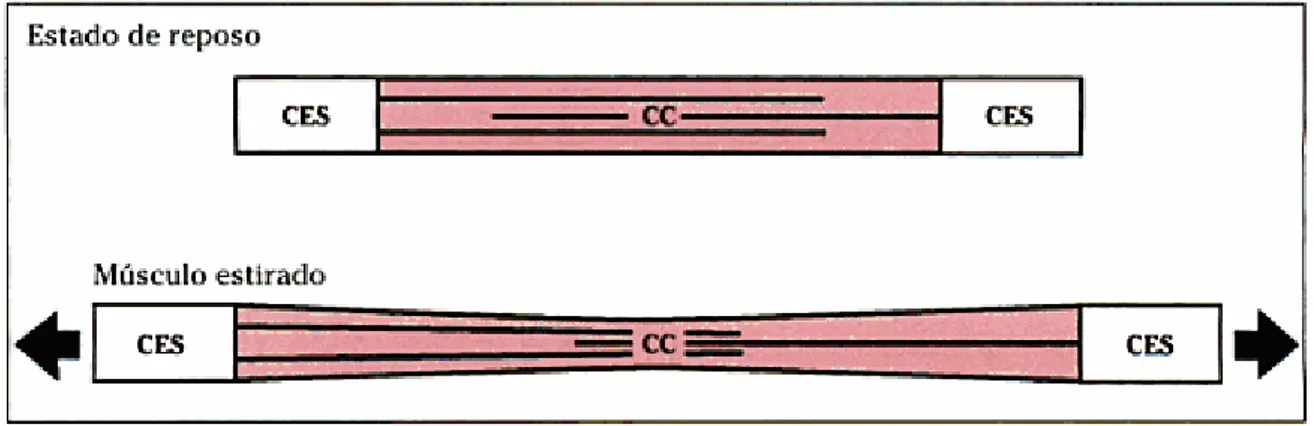 Figura 1.5 Unidad miotendinosa: componentes contráctiles y no contráctiles. [Tomada de (17)]