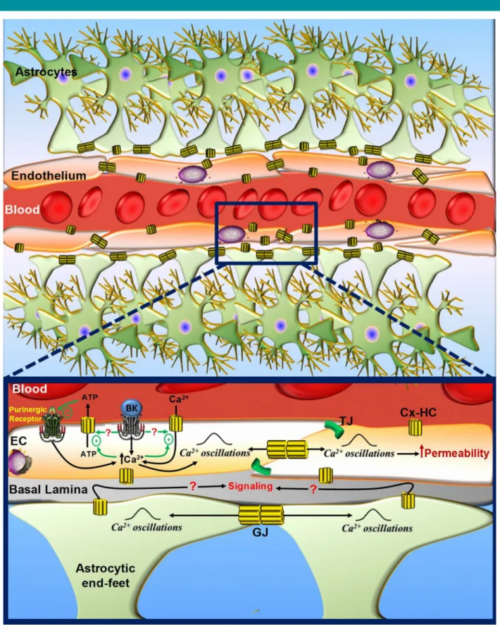 Fig. 1. Control of blood –brain barrier (BBB) permeability by connexin-formed channels