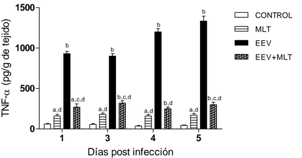 Figura  7.  Niveles  de  TNF -α en homogeneizados de cerebro de ratones infectados con el  virus de Encefalitis Equina Venezolana (EEV) y tratados con 500 μg de MLT/ Kg