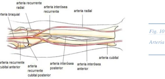 Fig. 10  Arteria radial 