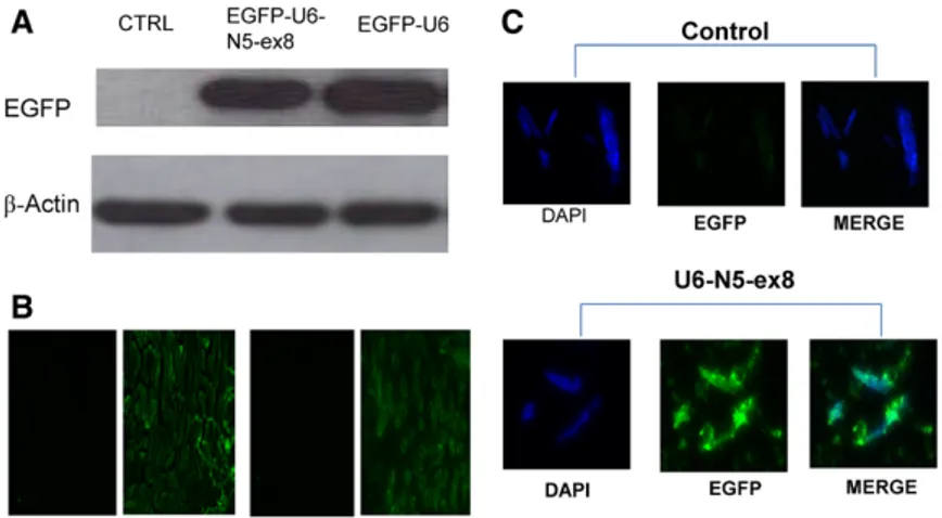 Figure 1. A to C, Validation of control and silencing  lentivirus constructs in vivo. A lentivirus construct  targeting exon 8 of NFAT5 (EGFP-U6-N5-ex8) was  designed to silence NFAT5 in vivo