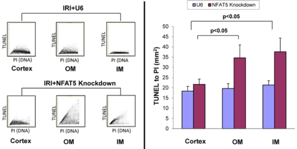 Figure 8. NFAT5 knockdown increases  caspase-3 expression in outer medulla  (OM) during ischemia–reperfusion injury  (IRI)