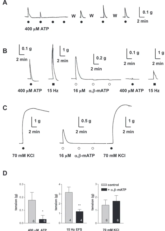 FIG. 4. Representative tracings of human longitudinal muscle strips of the vas deferens show that repeated applications of 400 lM ATP or 16 lM a,b- a,b-mATP resulted in loss of motor responses and cross-desensitization to the application of 400 lM ATP or e