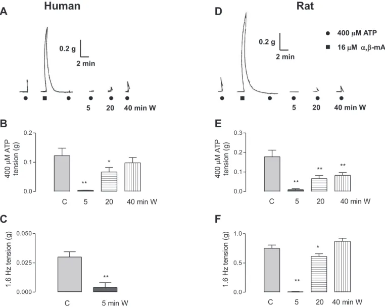 FIG. 5. a,b-mATP induced desensitization of the ATP-induced motor responses in human and rat vas deferens