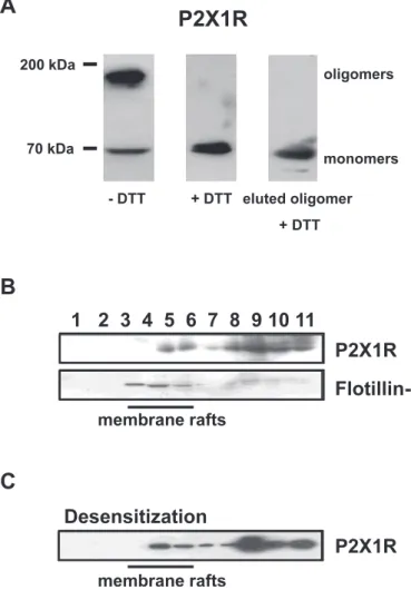 FIG. 6. Biochemical identification is shown of P2X1R oligomers in native tissue extracts and microregionalization in lipid rafts