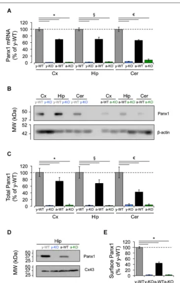 FIGURE 1 | Decreased expression of Panx1 transcript and protein in the adult mice brain