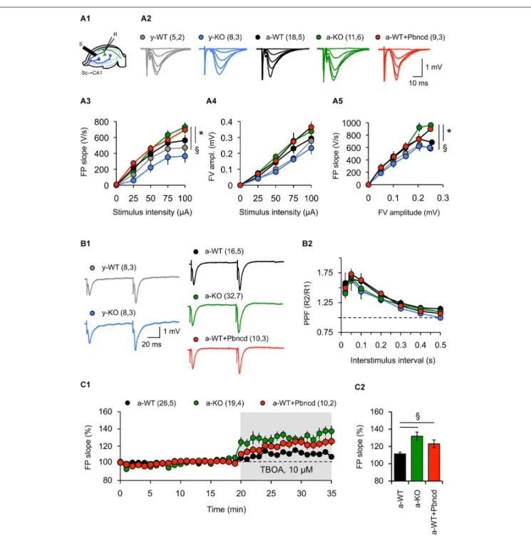 FIGURE 2 | Absence and blockade of Panx1 channels alter hippocampal synaptic transmission in adult, but not in young mice