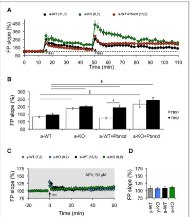 FIGURE 3 | Increased long term potentiation (LTP) and absent long term depression (LTD) in the Schaffer collateral–CA1 pathway from adult Panx1 knock-out and WT mice treated with Pbncd