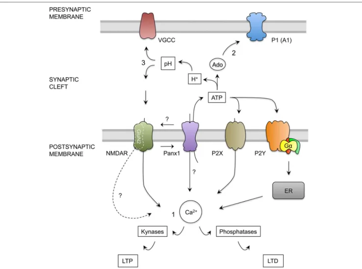 FIGURE 6 | Hypothesis for the role of Panx1 channels in the regulation of excitatory synaptic plasticity