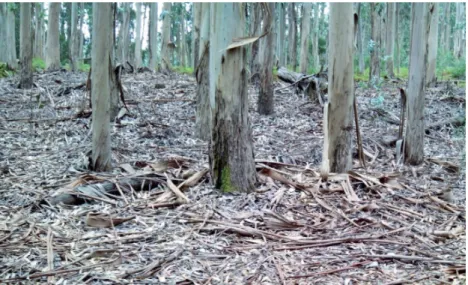 Figure 2. Thick layer of litter (bark peelings and leaves) accumulated under a Eucalyptus globulus plantation in Cíes Islands (Galicia, Northwestern Spain)