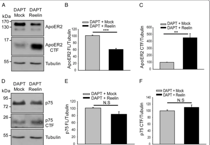 Figure 8 Reelin induces ApoER2 proteolysis in PC12 cells without affecting p75 CTF levels