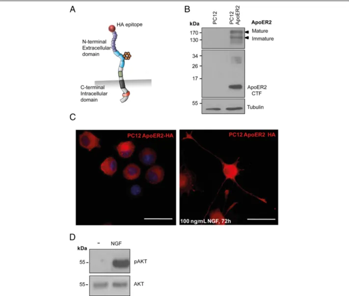 Figure 1 Characterization of PC12 cells stably expressing HA-ApoER2. (A) Schematic representation of the human HA-ApoER2 receptor transfected into PC12 cells