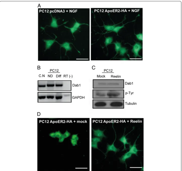 Figure 2 ApoER2 expression does not affect PC12 differentiation or responses to neurotrophin