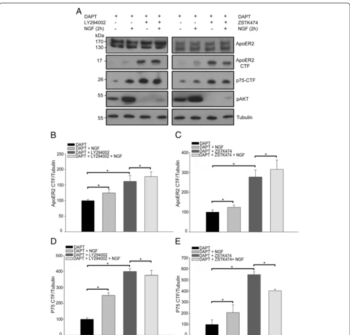Figure 6 PI3K activity regulates the constitutive levels of ApoER2 CTF but is not involved in ApoER2 shedding induced by NGF