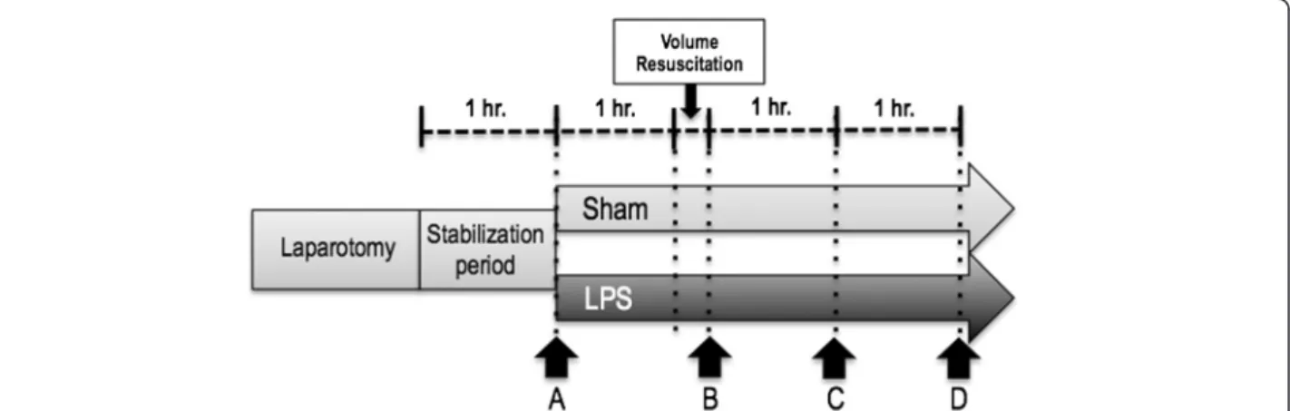 Figure 1 General scheme of the protocol. Complete hemodynamic, respiratory, and systemic and regional perfusion assessment was performed at points A, B, C, and D, except for lactate and sorbitol clearances that were done only at points A, B, and D