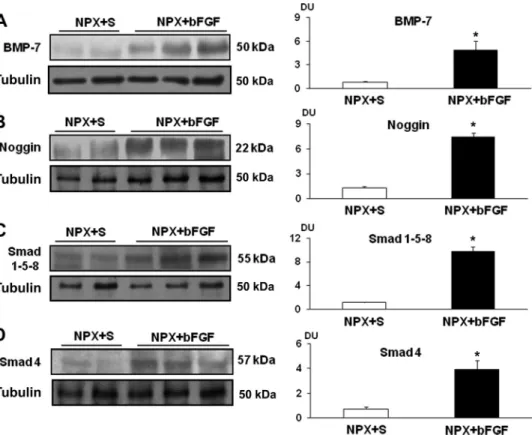Fig. 7. Expression of the bone morphogenic protein (BMP)-7 signaling pathway in the remaining kidneys of NPX rats
