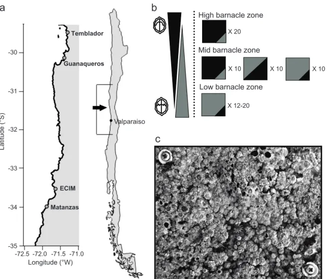Figure 1: a, Map depicting study sites in central Chile. b, Generalized relative distributions of Jehlius (in black) and Notochthamalus (in gray) across tidal elevation along the upper shores of central in Chile and schematic of experimental design and rep