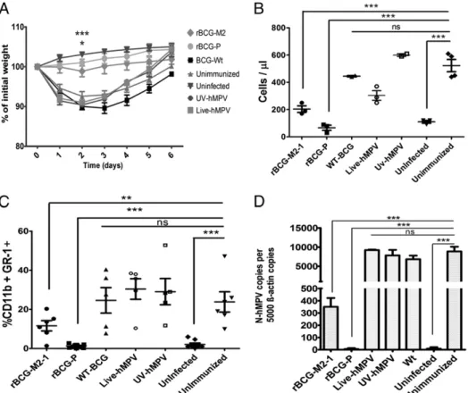 FIGURE 2. Immunization with rBCG-hMPV strains protect mice from hMPV-induced lung pathology