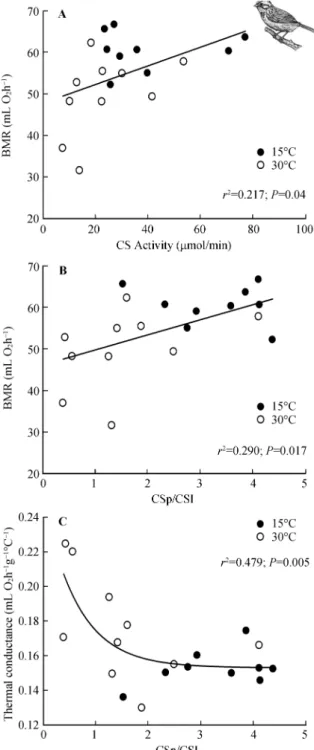 Fig. 3    Relationship between BMR and C and rates and  enzyme activities in cold- and warm-acclimated  Zonotrichia capensis 