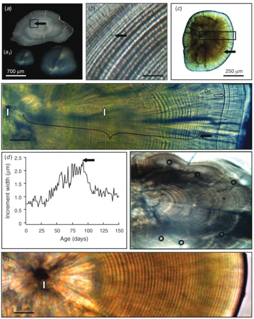 Fig. 1. Transition zones (transition mark (TM): filled arrows) in the otoliths of intertidal fishes collected in rocky pools in Central Chile